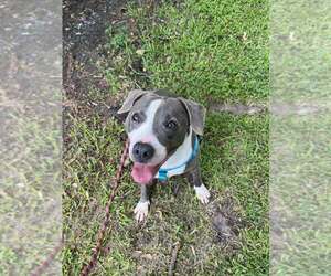 Gabriel - profesional couch companion - Male American Pit Bull Terrier-Unknown Mix Dog for Adoption - Photo #5