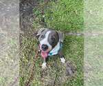 Small #4 American Pit Bull Terrier Mix