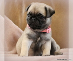 Small Photo #16 Pug Puppy For Sale in WINNSBORO, TX, USA