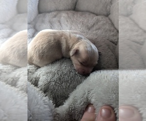 Maltipoo Puppy for sale in SACRAMENTO, CA, USA