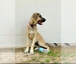 Small #17 Anatolian Shepherd-Rhodesian Ridgeback Mix