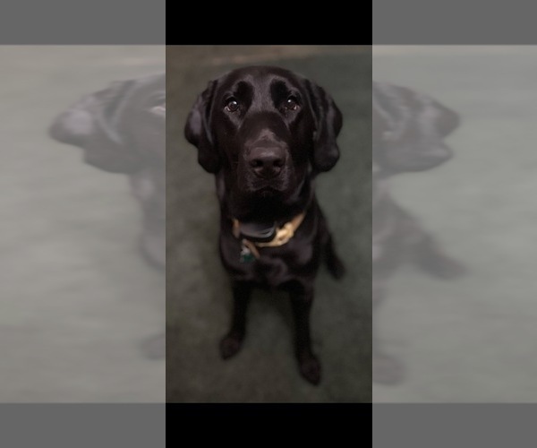 Medium Photo #1 Labrador Retriever Puppy For Sale in ELIZABETH, WV, USA