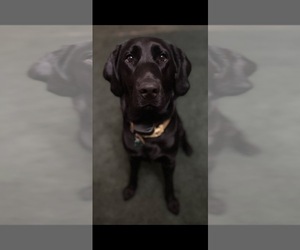 Mother of the Labrador Retriever puppies born on 06/02/2025