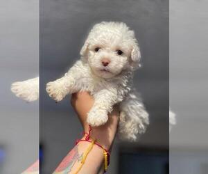 Maltipoo Puppy for Sale in BALDWIN PARK, California USA