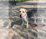 Small #2 Mutt