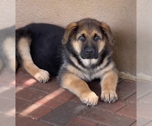 German Shepherd Dog Puppy for sale in KENNESAW, GA, USA