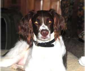 Brittany Dogs for adoption in Curwensville, PA, USA