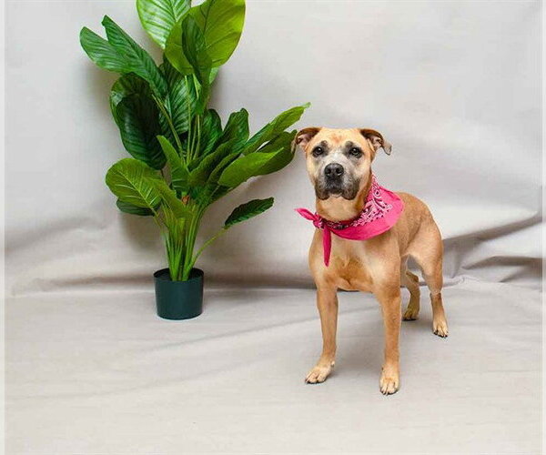 Medium Photo #1 Mutt Puppy For Sale in Sanford, FL, USA