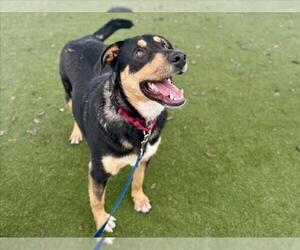 German Shepherd Dog-Unknown Mix Dogs for adoption in Martinez, CA, USA