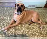 Small #2 Anatolian Shepherd-Rhodesian Ridgeback Mix