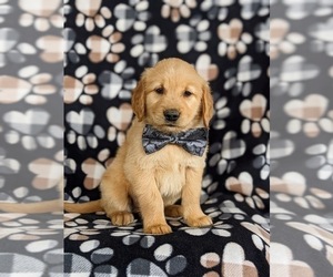 Golden Retriever Puppy for sale in OXFORD, PA, USA