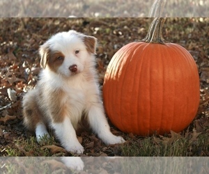 Australian Shepherd Puppy for sale in HAZEL, KY, USA