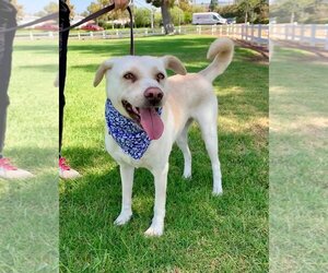 Maddy - Female Labrador Retriever-Unknown Mix Dog for Adoption - Photo #5