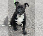 Small Photo #3 American Pit Bull Terrier Puppy For Sale in Redmond, WA, USA