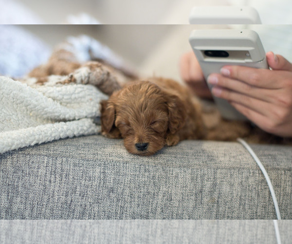 Medium Photo #18 Goldendoodle (Miniature) Puppy For Sale in DENVER, PA, USA