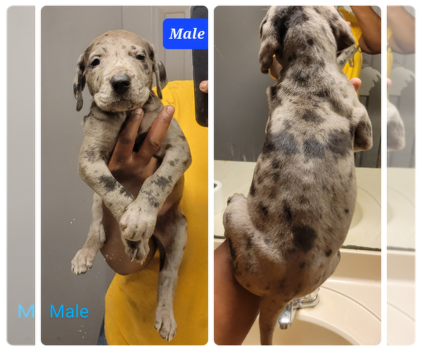 Medium Photo #1 Great Dane Puppy For Sale in MARIETTA, GA, USA