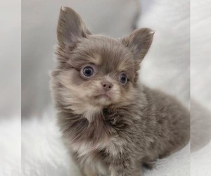 Chihuahua Puppy for Sale in FORT PLAIN, New York USA