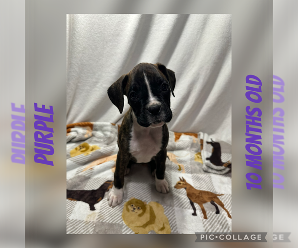 Medium Photo #26 Boxer Puppy For Sale in RALEIGH, NC, USA