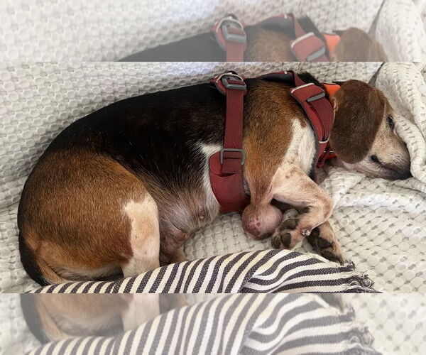 Medium Photo #10 Beagle Puppy For Sale in Dunnellon, FL, USA