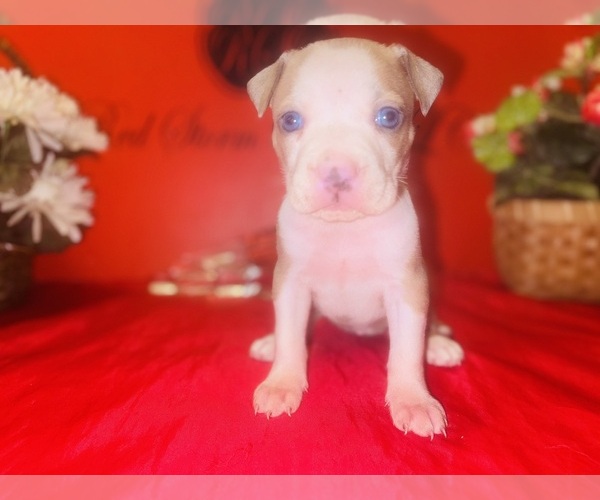 Medium Photo #22 American Pit Bull Terrier Puppy For Sale in TRENTON, NJ, USA