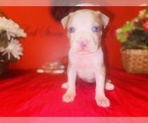 Medium American Pit Bull Terrier