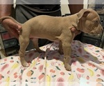 Small Photo #18 American Bully Puppy For Sale in DUNDALK, MD, USA