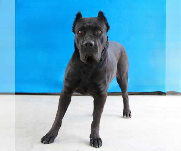 Medium Photo #2 Mutt Puppy For Sale in Pasadena, CA, USA