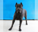 Small #1 Mutt