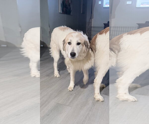 Medium Photo #2 Great Pyrenees-Unknown Mix Puppy For Sale in Euless, TX, USA