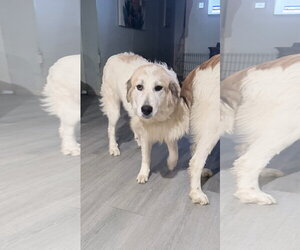 Betty - Female Great Pyrenees-Unknown Mix Dog for Adoption - Photo #2