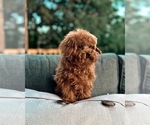 Small Photo #2 Poodle (Toy) Puppy For Sale in PORTLAND, OR, USA