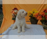 Small Photo #4 Poodle (Standard) Puppy For Sale in COVINGTON, GA, USA