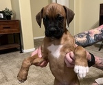 Puppy 3 Boxer