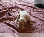 Small Photo #2 Goldendoodle Puppy For Sale in ASHEVILLE, NC, USA