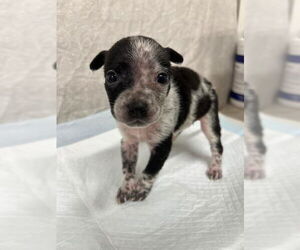 Mutt Dogs for adoption in Baytown, TX, USA