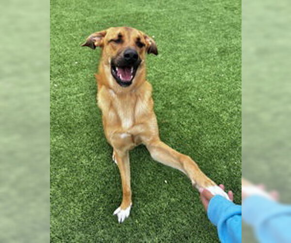 Medium Photo #1 Mutt Puppy For Sale in Salinas, CA, USA