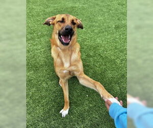 Mutt Dogs for adoption in Salinas, CA, USA