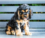 Puppy Solomon Cocker Spaniel