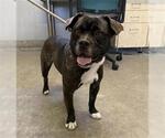 Small French Bulldog Mix