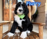 Puppy Flurry Bernedoodle