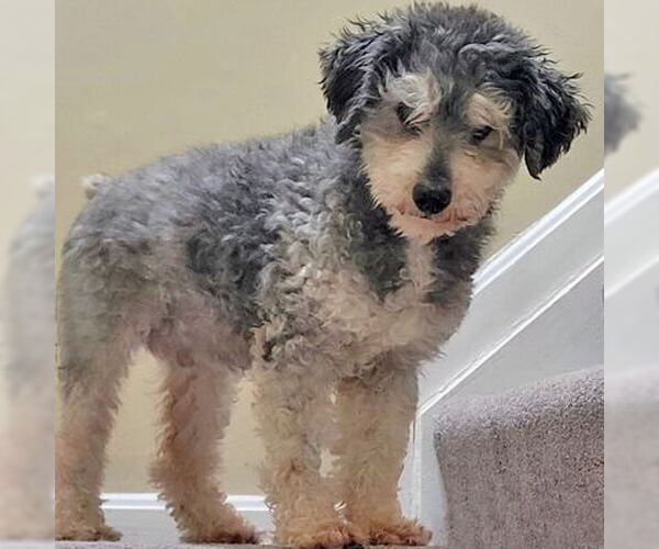 Medium Photo #4 Mutt Puppy For Sale in Arlington, VA, USA