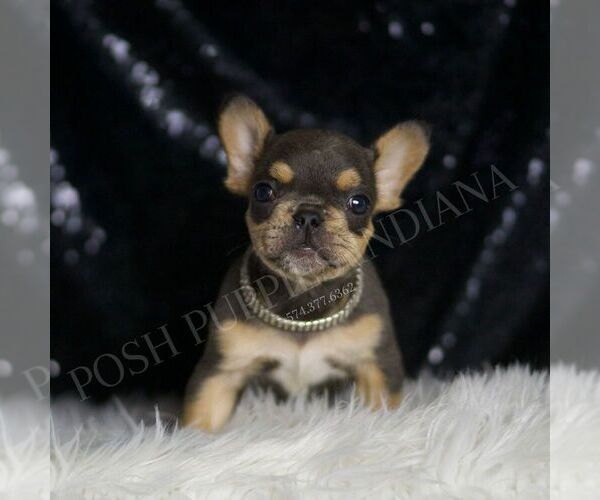 Medium Photo #4 French Bulldog Puppy For Sale in WARSAW, IN, USA