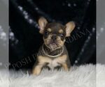 Small #3 French Bulldog