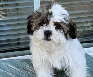 Shih-Poo Puppy for sale in LONG BEACH, CA, USA