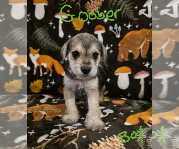 Medium Photo #21 Chizer Puppy For Sale in MONTEZUMA, GA, USA