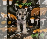 Small #20 Chizer