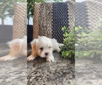 Puppy Sawyer Mal-Shi