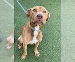 Small American Pit Bull Terrier Mix