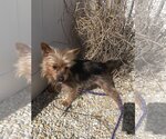 Small #3 Silky Terrier