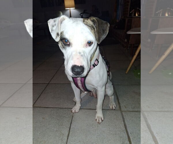 Medium Photo #7 American Pit Bull Terrier-Unknown Mix Puppy For Sale in Pleasanton, TX, USA